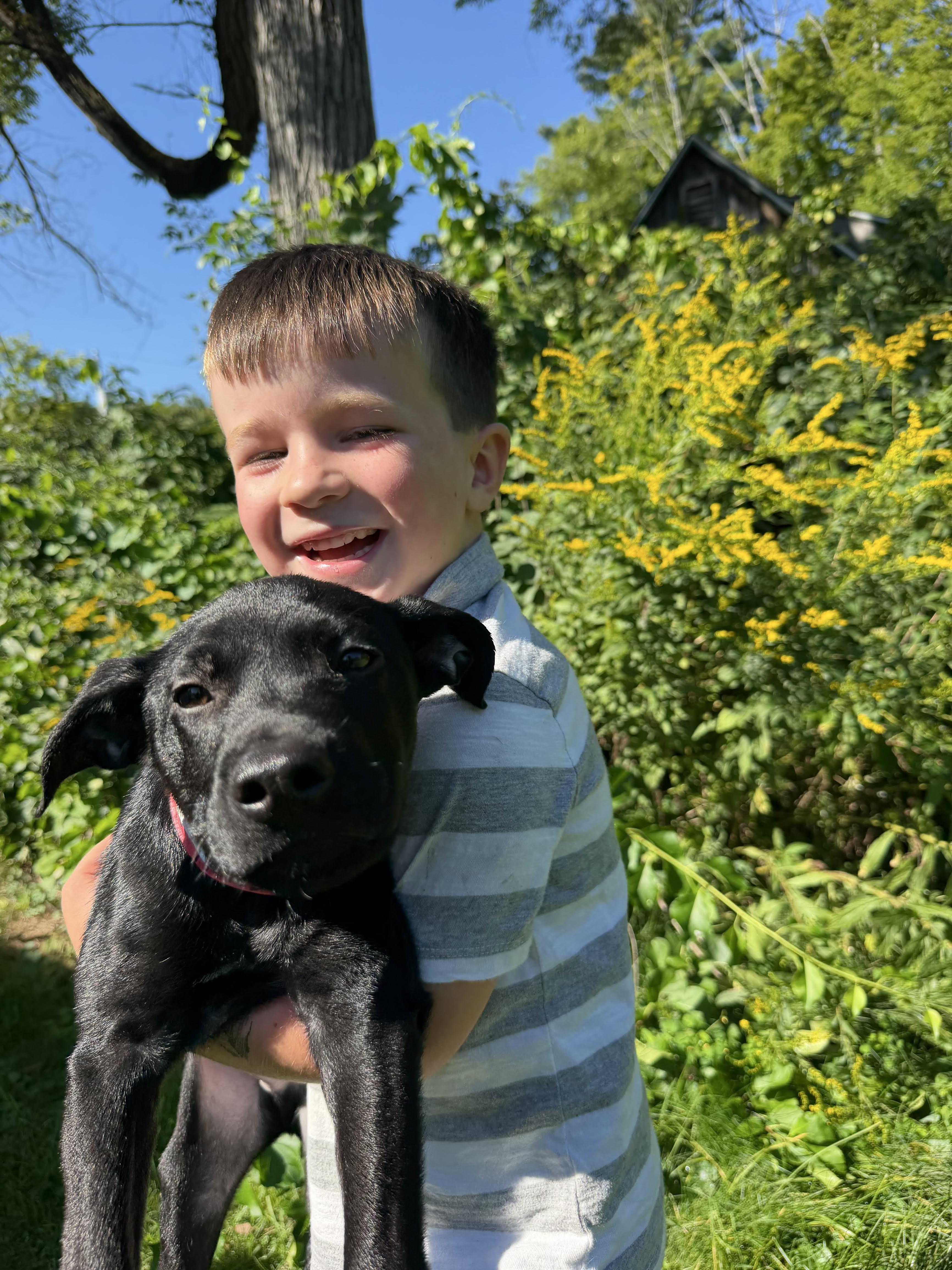Myrtle, ADOPTABLE, Puppy Female Mixed Breed & Black Labrador Retriever.