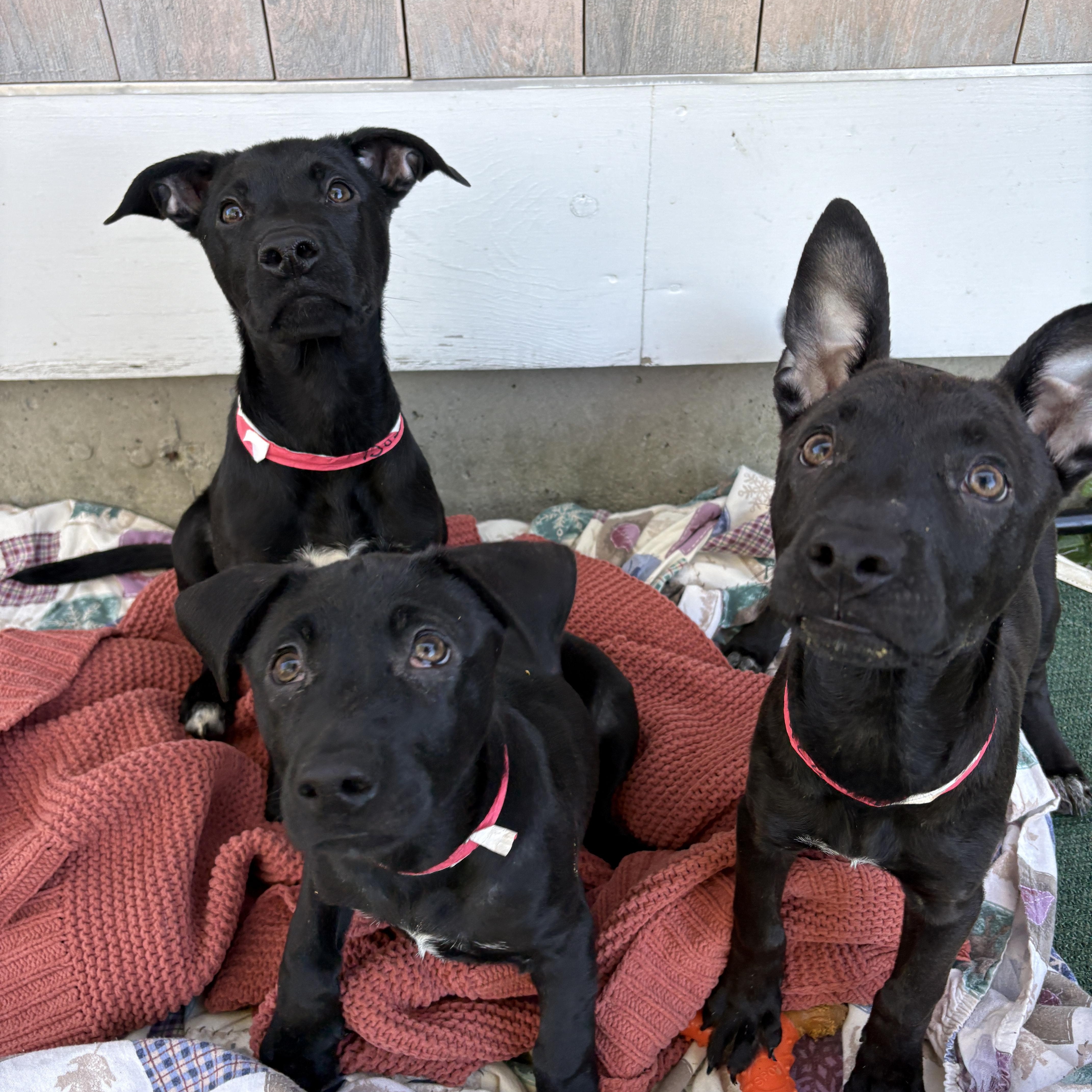 Myrtle, a ADOPTABLE mixed breed in New Boston, NH image 5/6