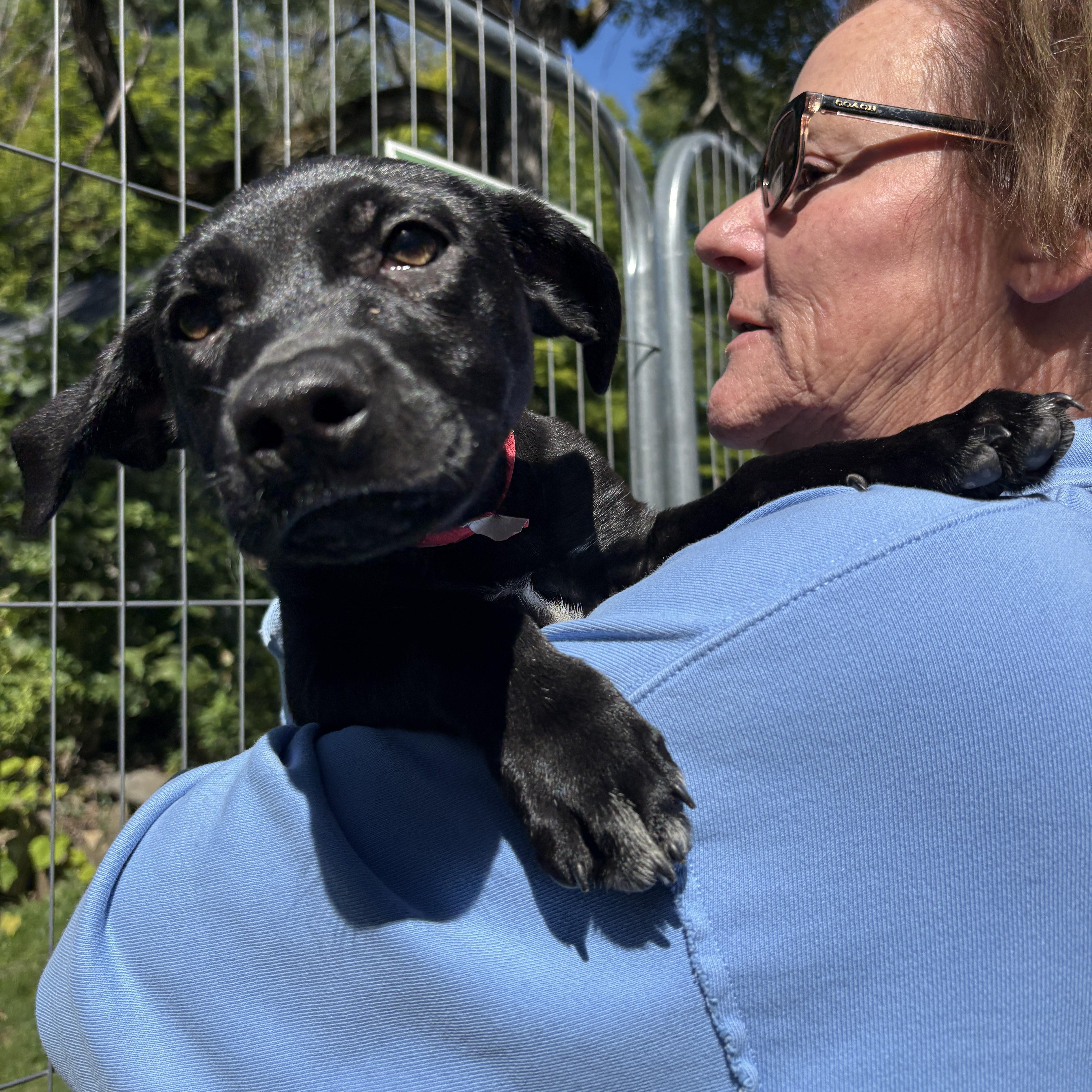 Myrtle, a ADOPTABLE mixed breed in New Boston, NH image 3/6