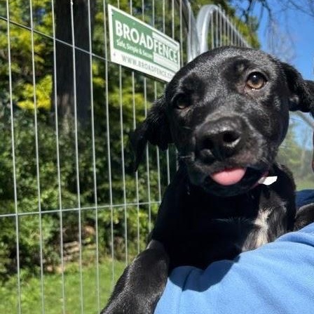 Myrtle, a ADOPTABLE mixed breed in New Boston, NH image 4/6