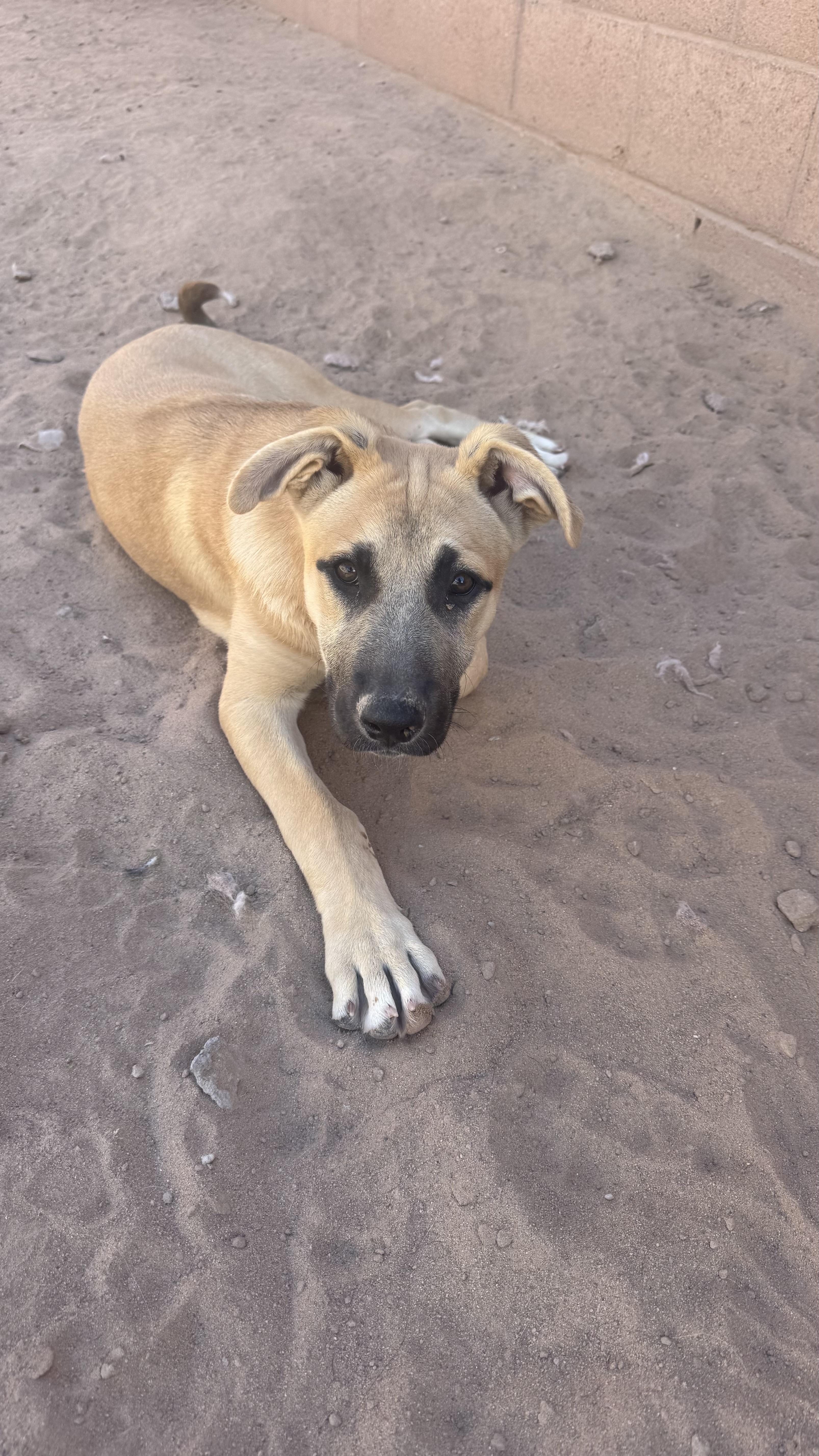 Willow, a Adoptable mixed breed in Rio Rancho, NM image 2/3