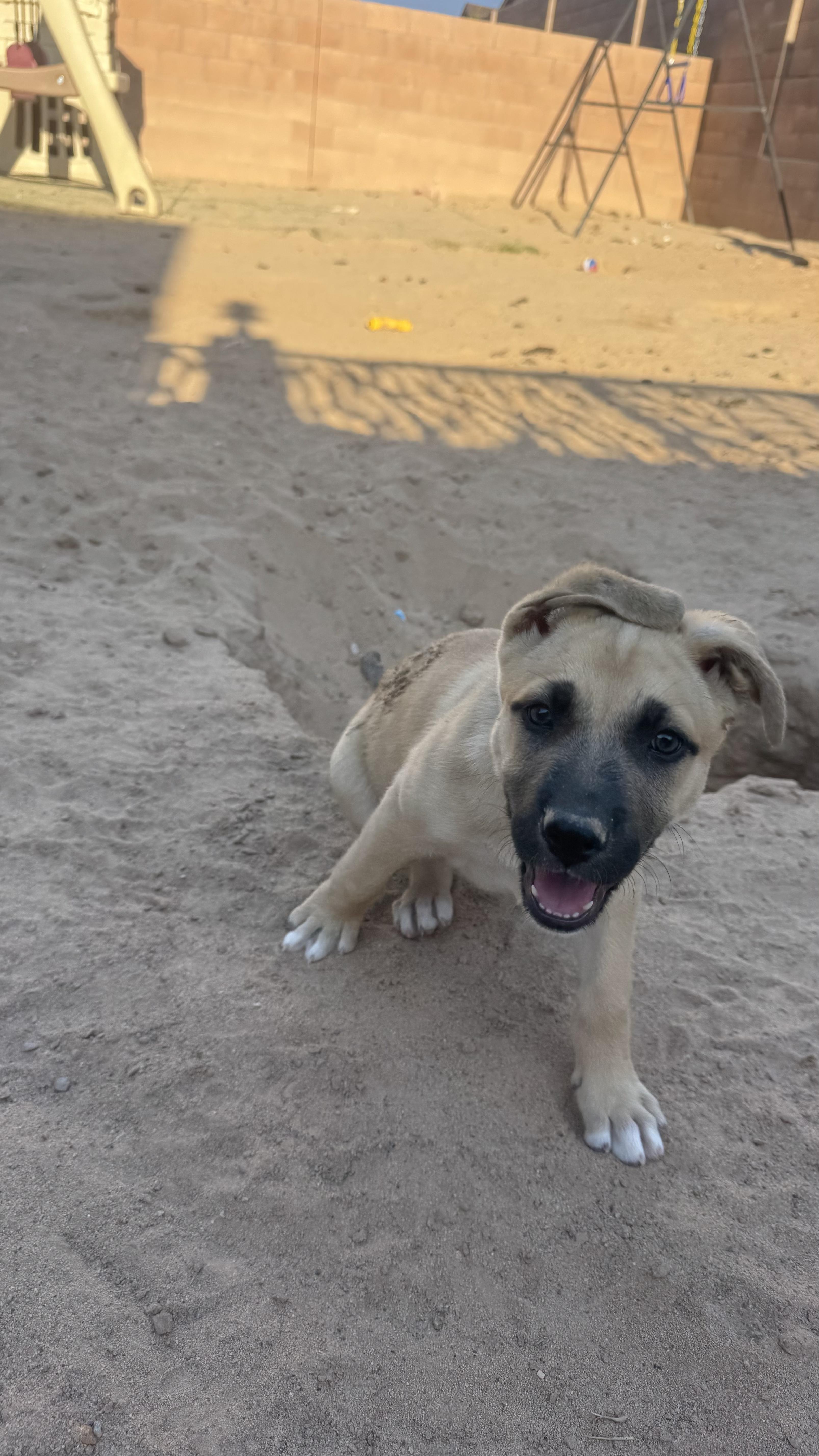 Willow, Adoptable, Puppy Female German Shepherd Dog & Pit Bull Terrier.