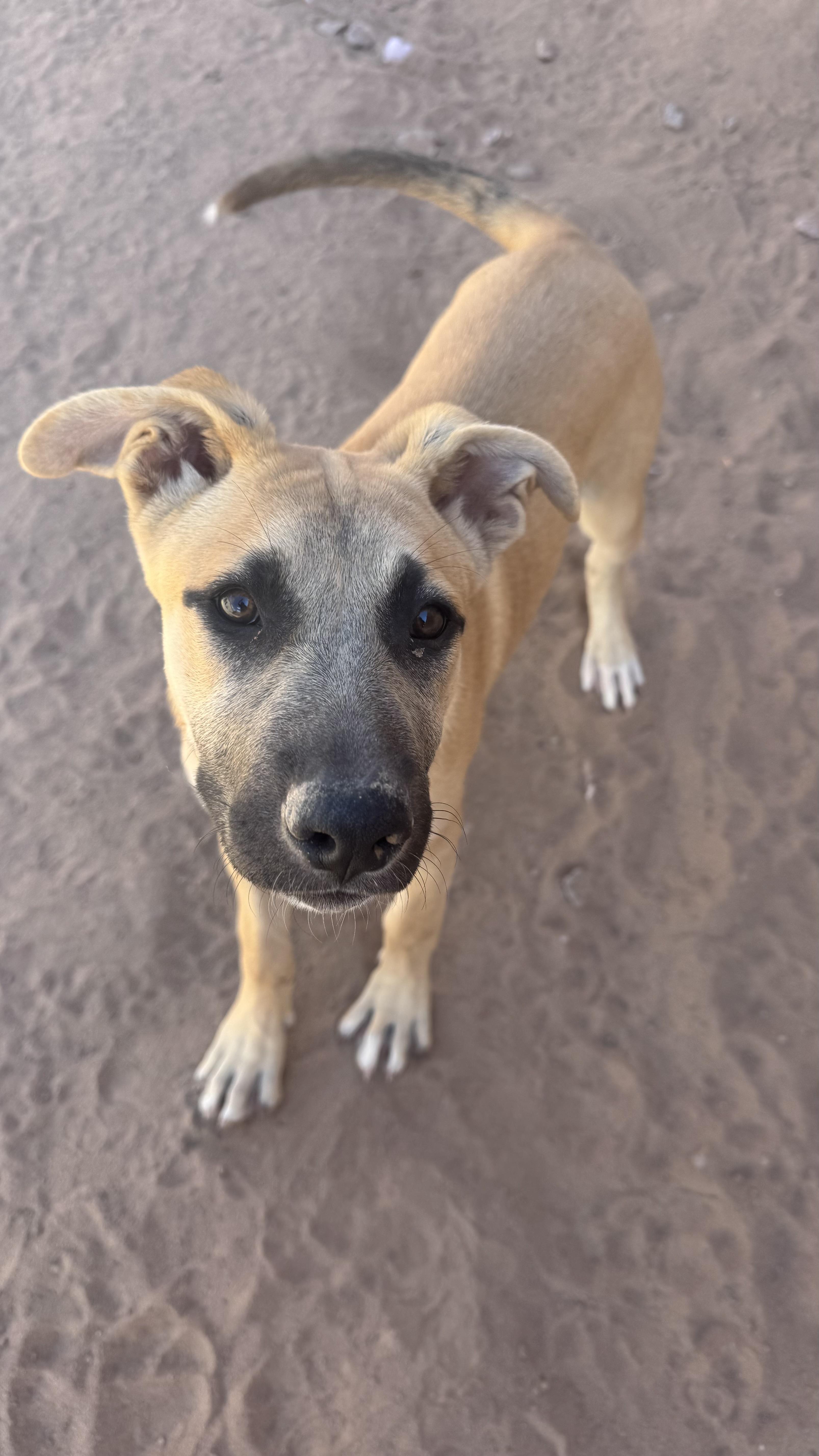 Willow, a Adoptable mixed breed in Rio Rancho, NM image 1/3