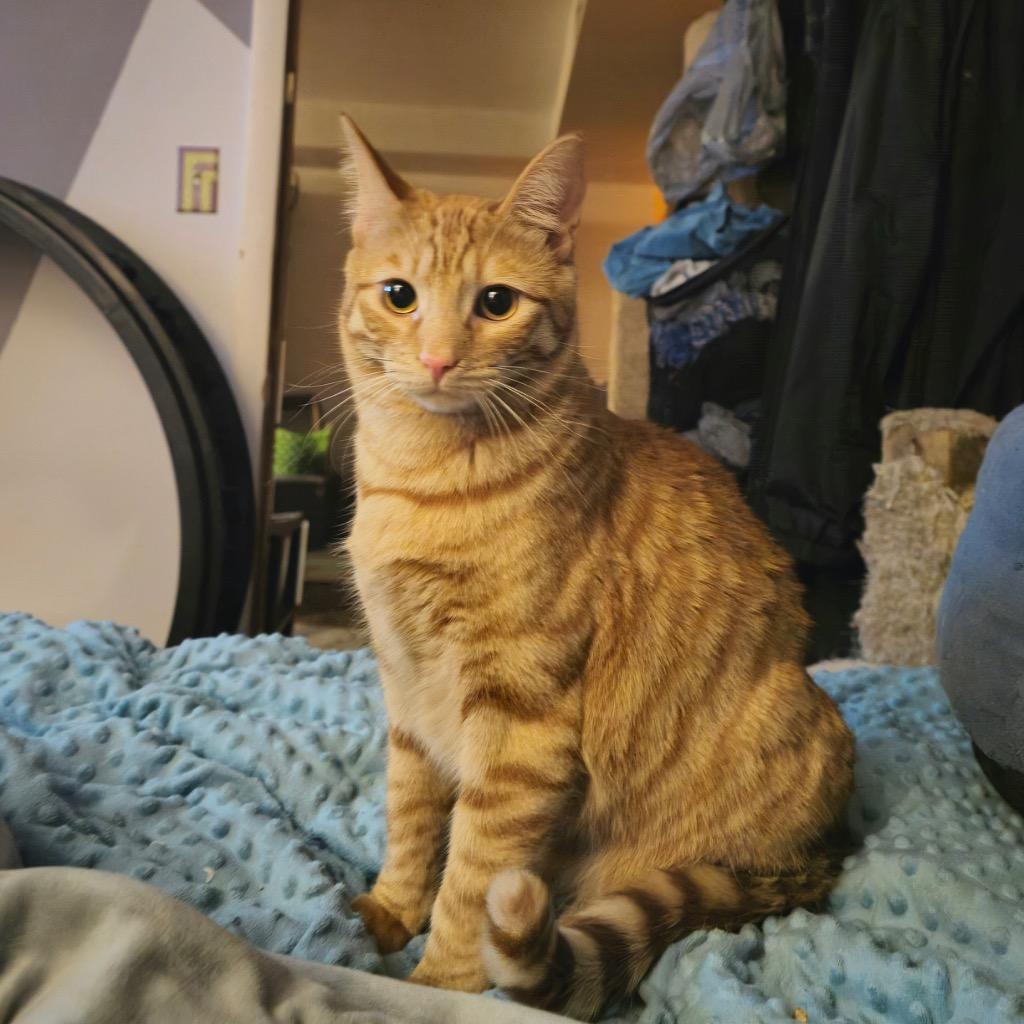 Bob, Adoptable, Young Male Domestic Short Hair.