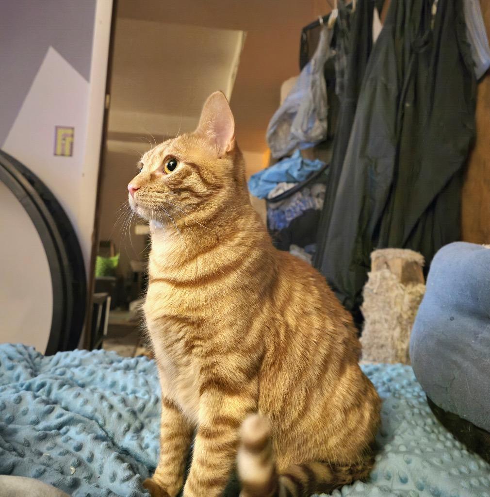 Enlarge Bob, a Adoptable mixed breed in Salt Lake City, UT image 2/2