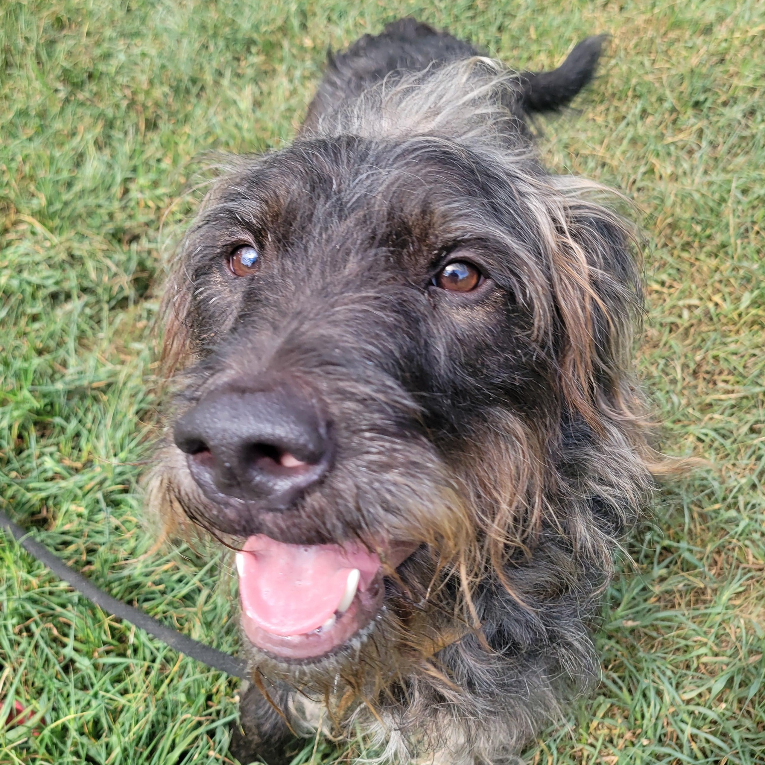Enlarge Bonsai, a Adoptable Mixed Breed in Mishawaka, IN image 5/6