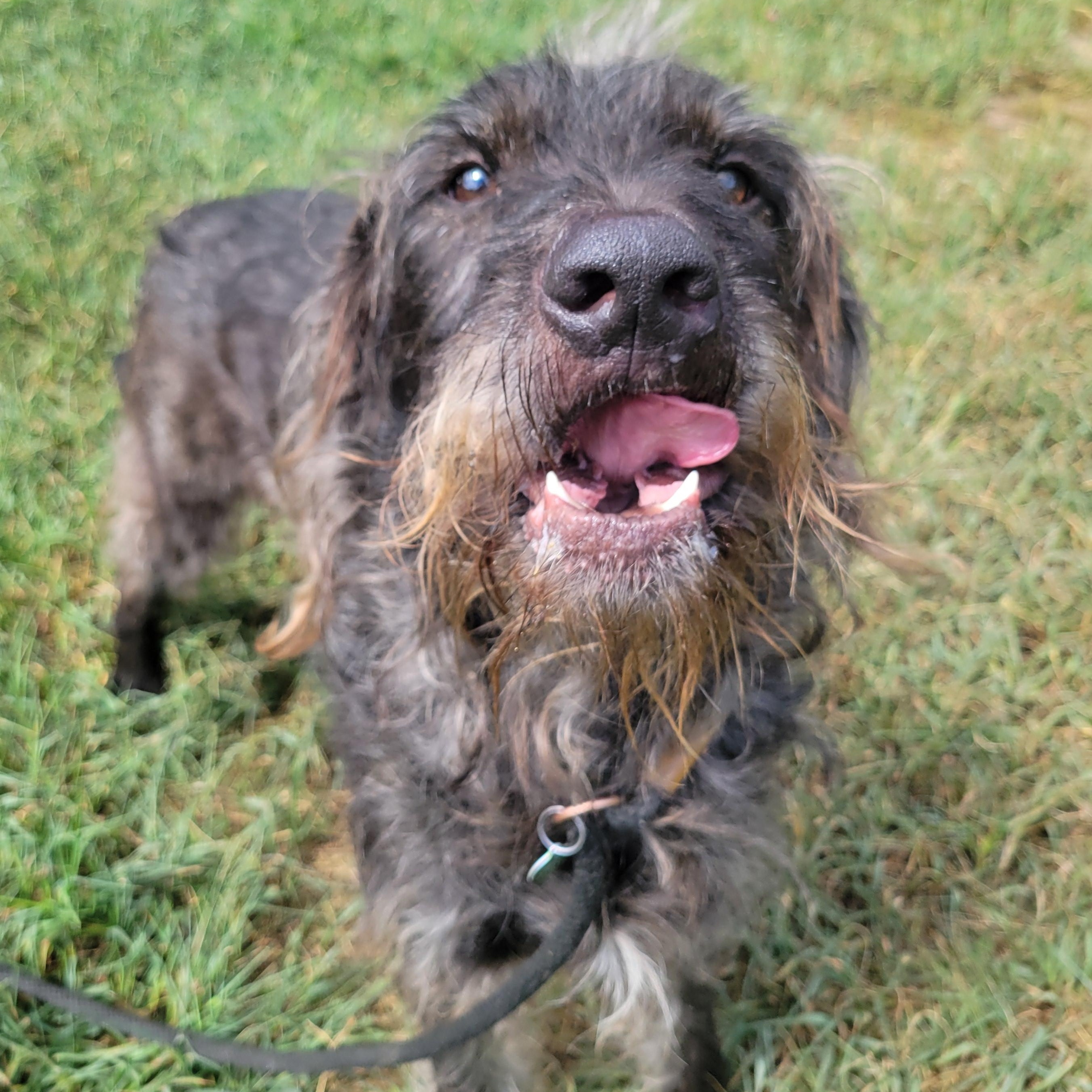 Enlarge Bonsai, a Adoptable Mixed Breed in Mishawaka, IN image 2/6