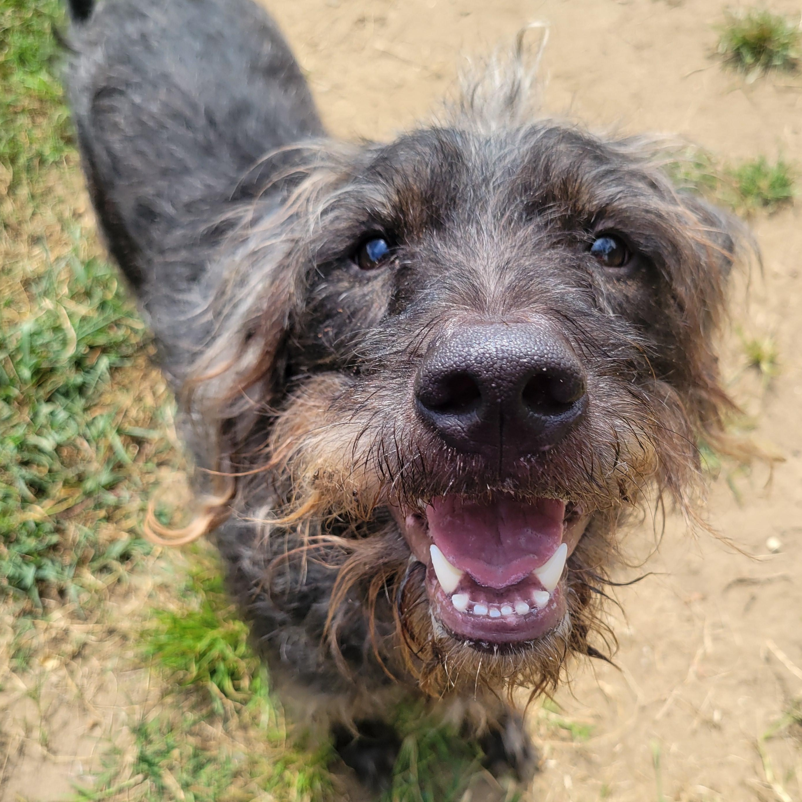 Enlarge Bonsai, a Adoptable Mixed Breed in Mishawaka, IN image 6/6