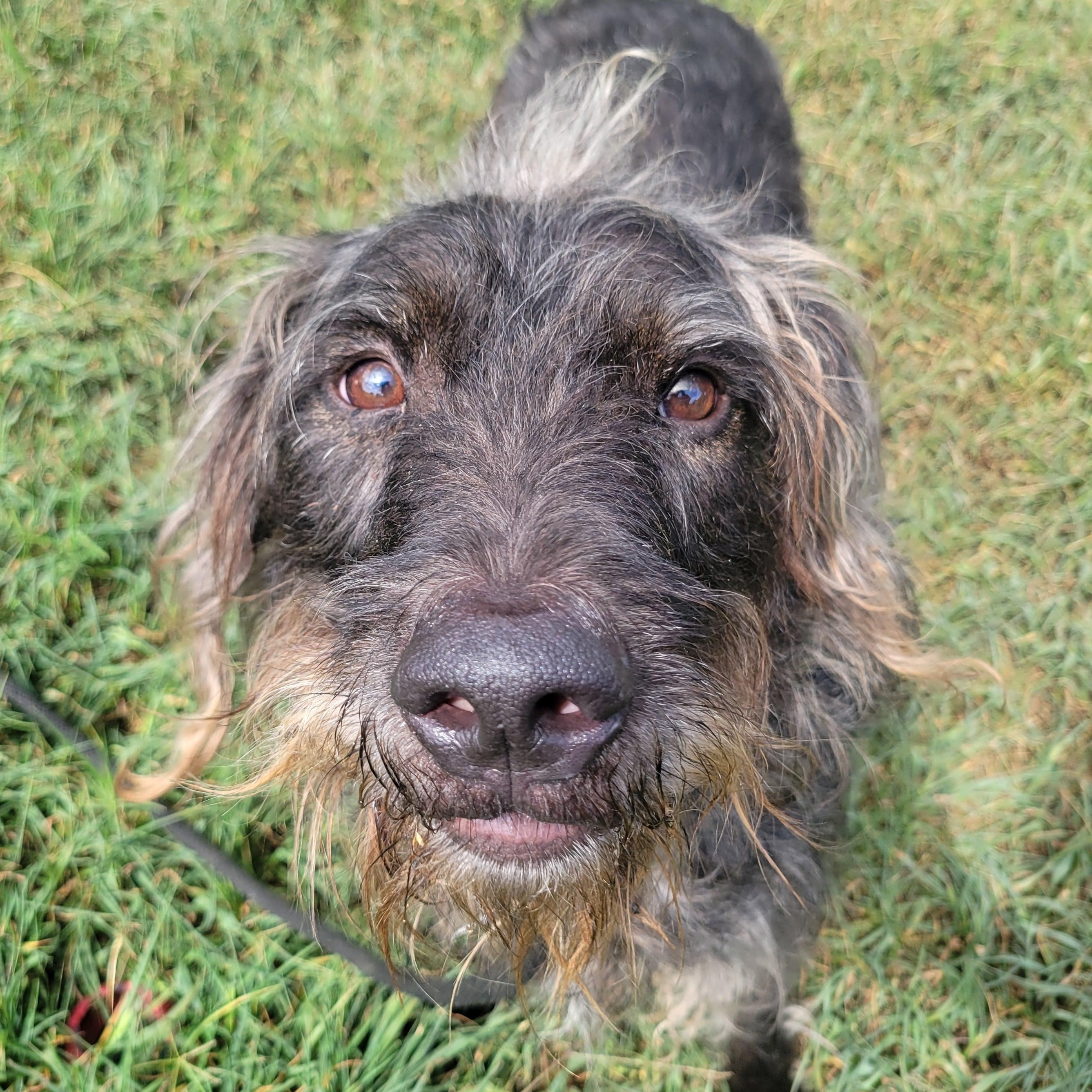 Enlarge Bonsai, a Adoptable Mixed Breed in Mishawaka, IN image 1/6