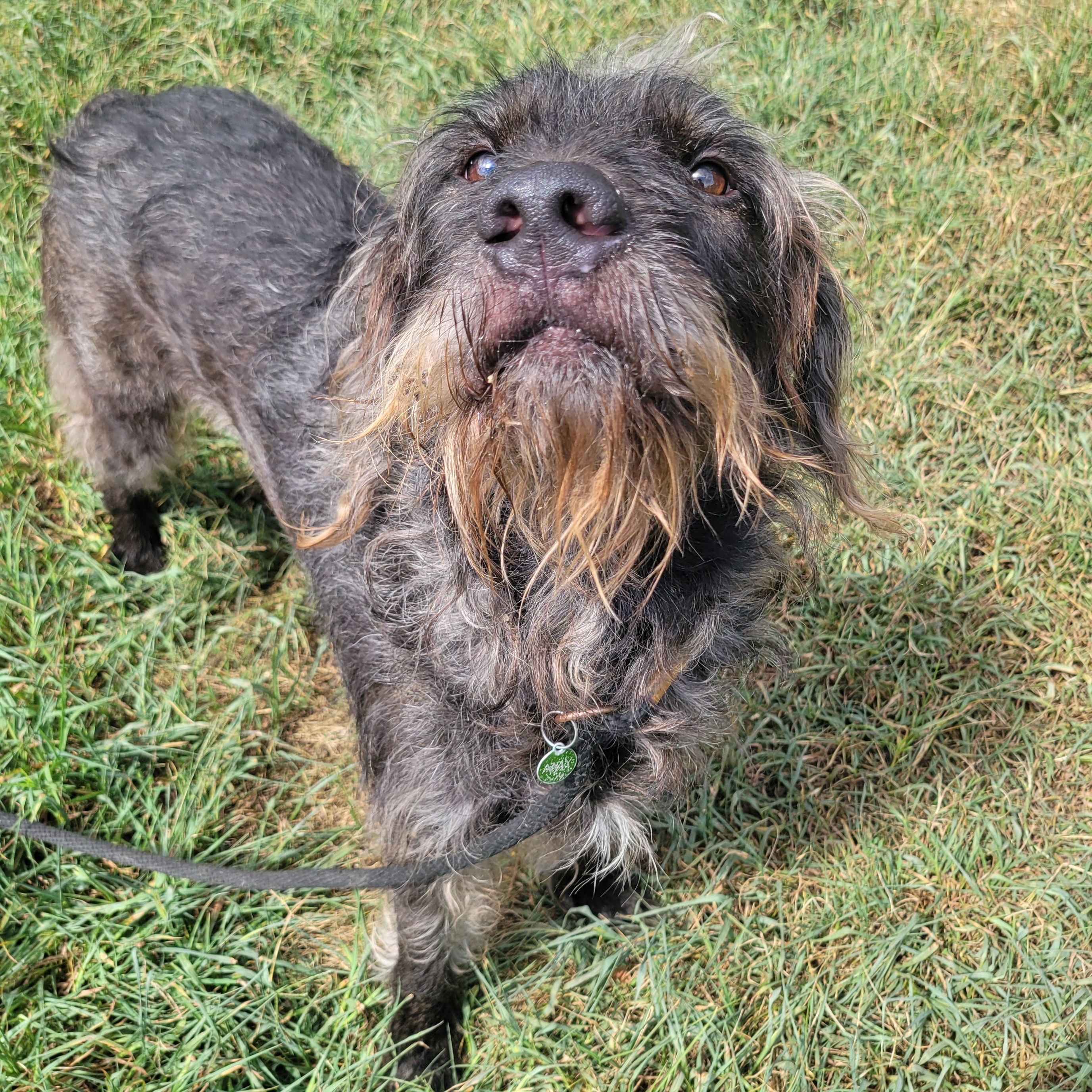 Enlarge Bonsai, a Adoptable Mixed Breed in Mishawaka, IN image 3/6