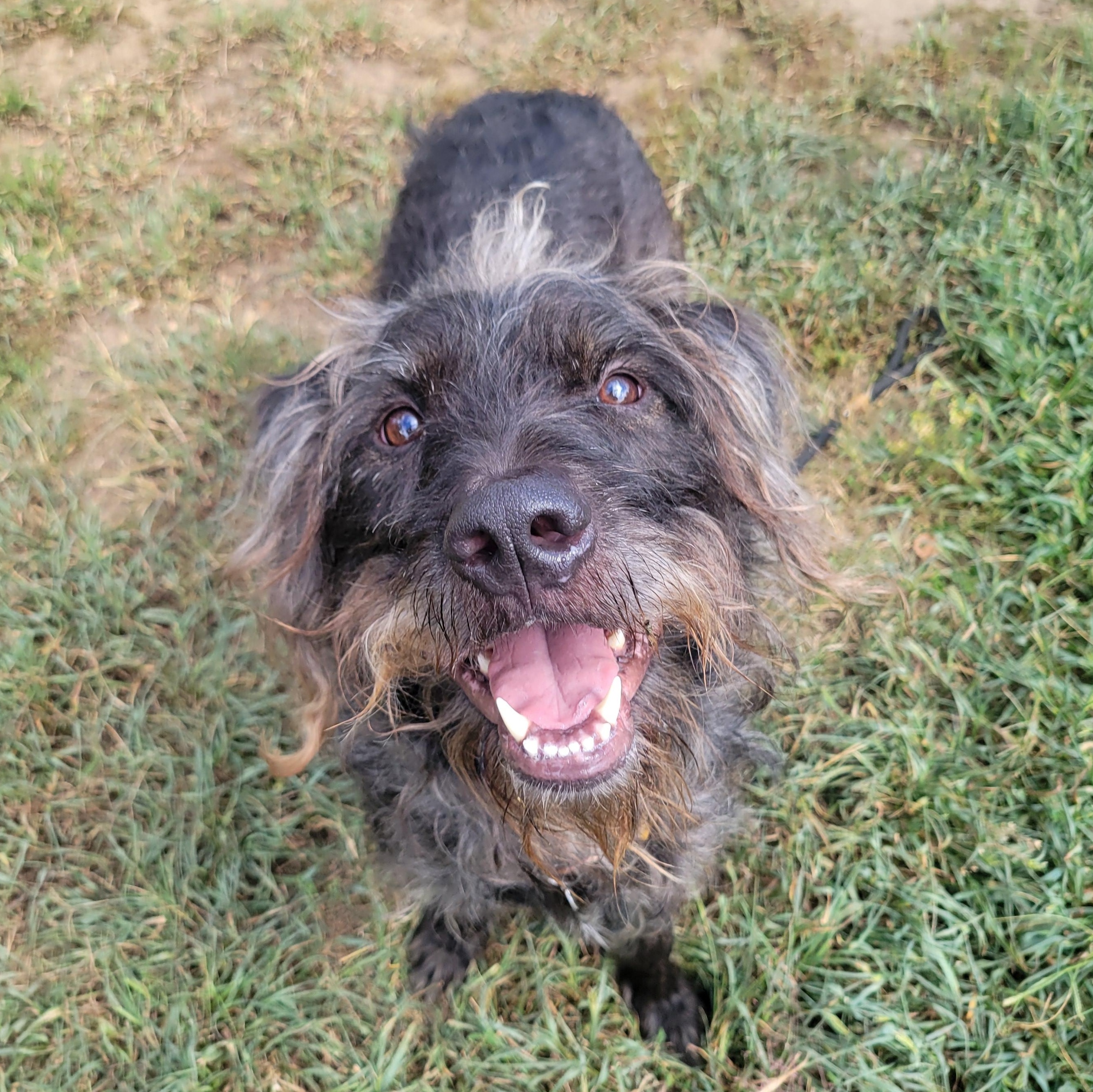 Enlarge Bonsai, a Adoptable Mixed Breed in Mishawaka, IN image 4/6