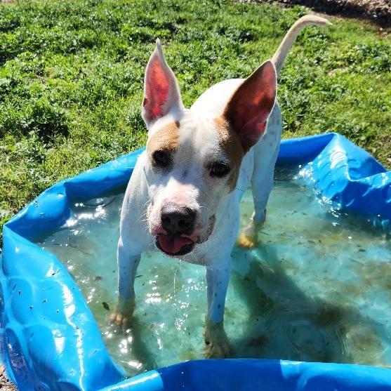 Enlarge Patches, a Adoptable mixed breed in Corpus Christi, TX image 1/6