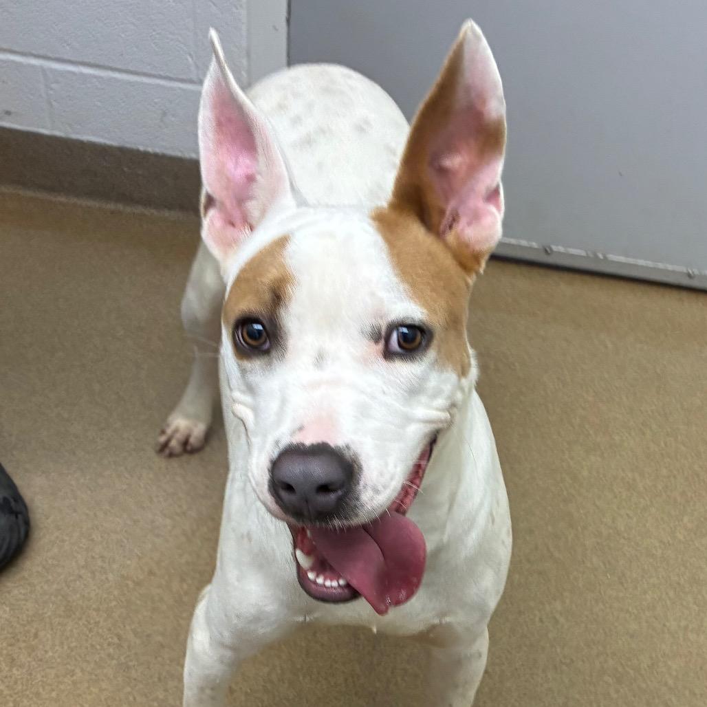 Enlarge Patches, a Adoptable mixed breed in Corpus Christi, TX image 2/6