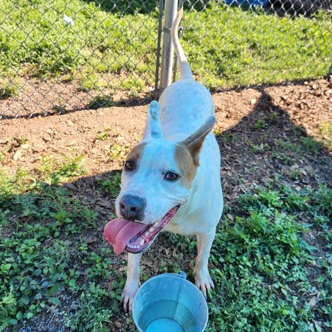 Enlarge Patches, a Adoptable mixed breed in Corpus Christi, TX image 3/6