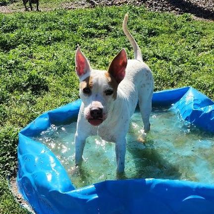 Enlarge Patches, a Adoptable mixed breed in Corpus Christi, TX image 4/6