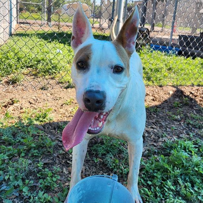 Enlarge Patches, a Adoptable mixed breed in Corpus Christi, TX image 5/6