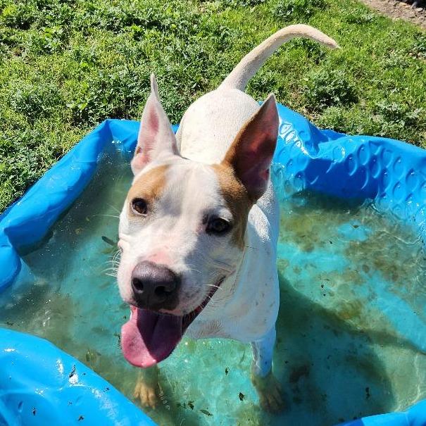 Enlarge Patches, a Adoptable mixed breed in Corpus Christi, TX image 6/6