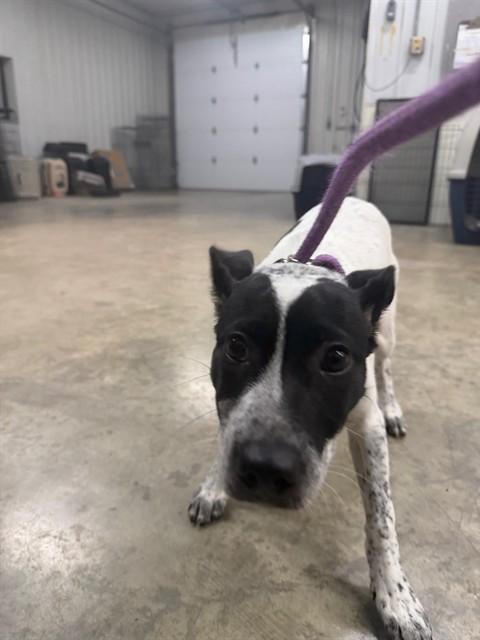 Enlarge Joy, a ADOPTABLE mixed breed in Urbana, IL image 1/2