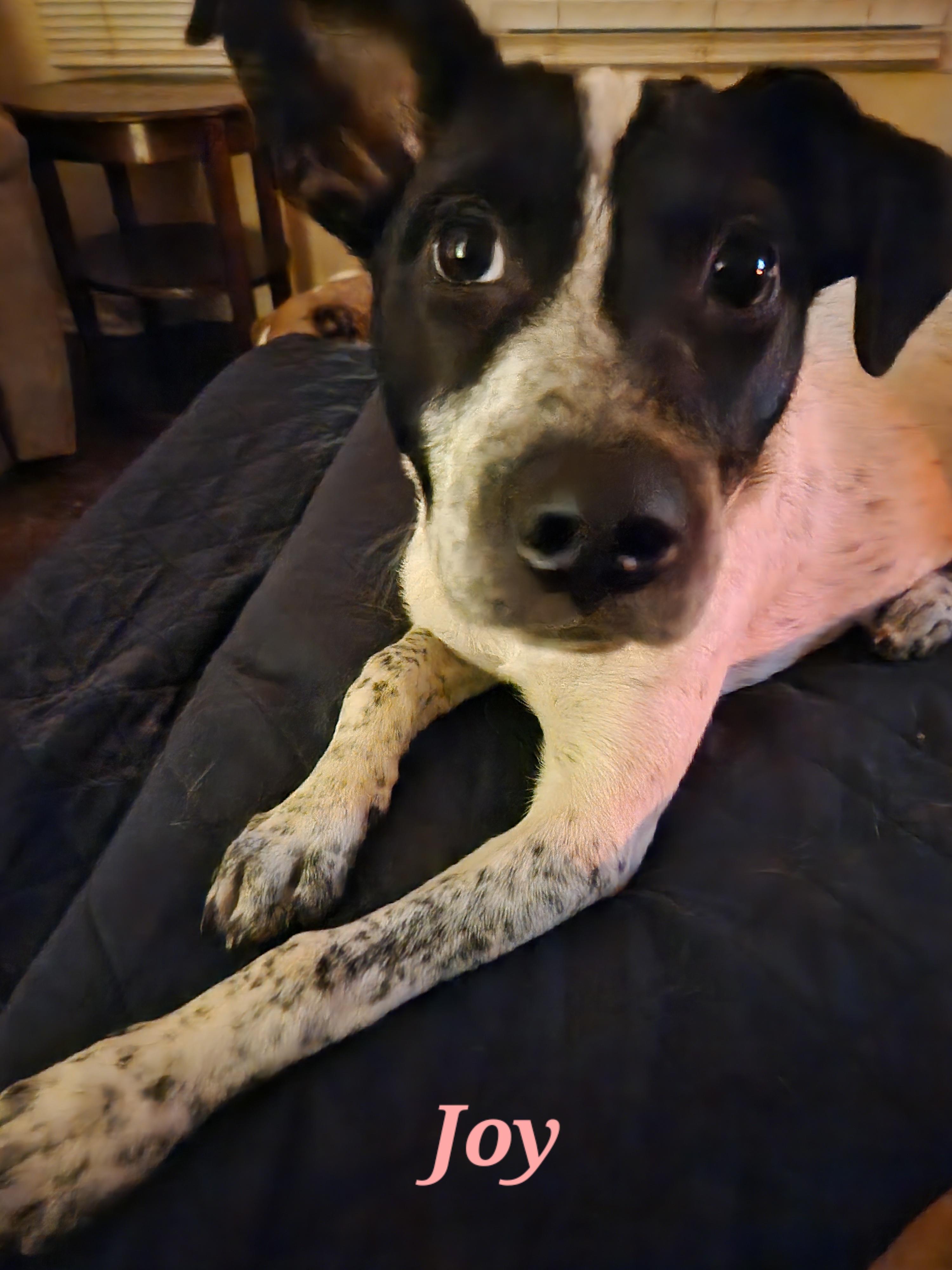 Enlarge Joy, a ADOPTABLE mixed breed in Urbana, IL image 2/2