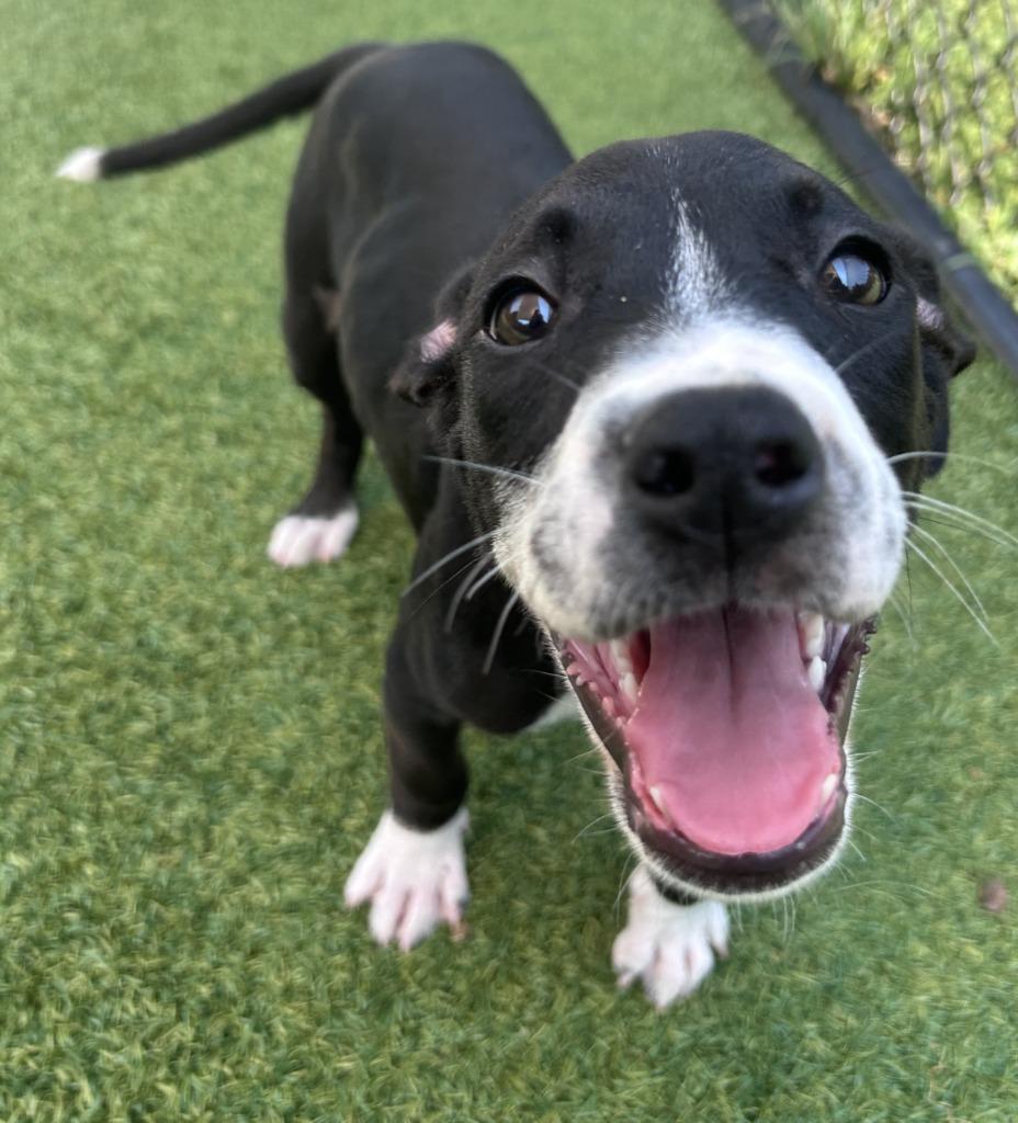 Enlarge Athos, a Adoptable mixed breed in Madison, GA image 3/3