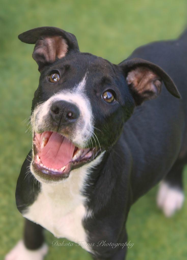 Athos, Adoptable, Puppy Male American Bulldog & Mixed Breed.
