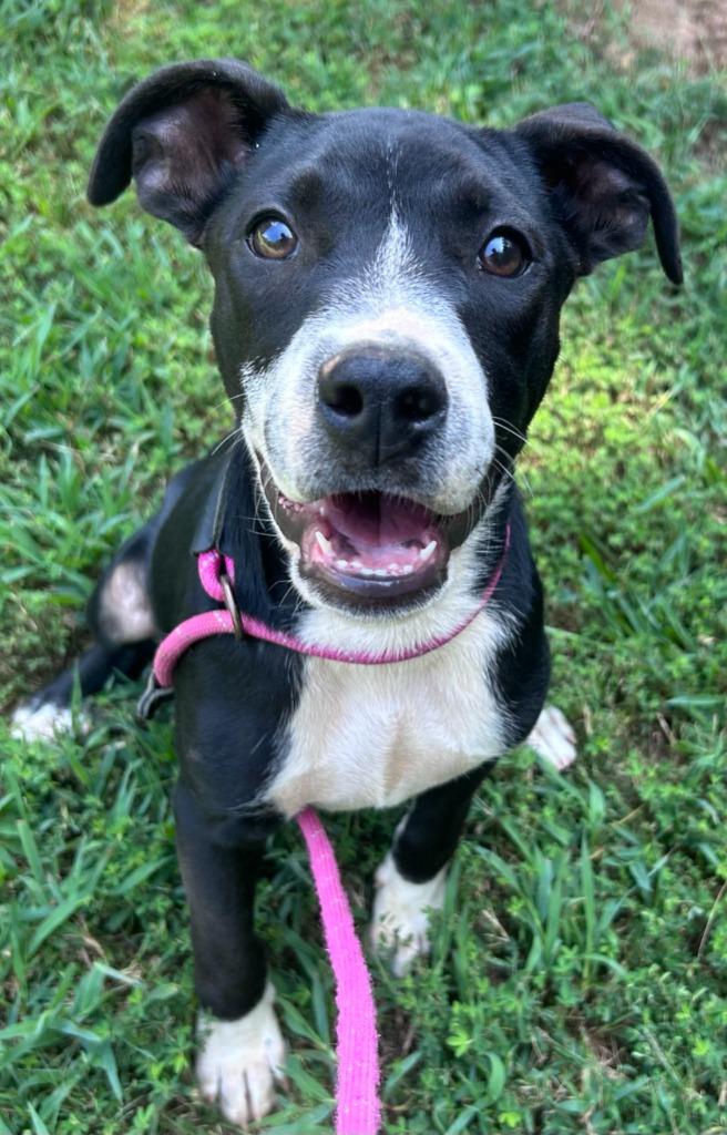 Enlarge Athos, a Adoptable mixed breed in Madison, GA image 2/3