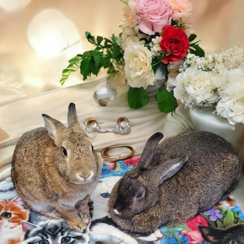 Merlot (bonded to Rose), Adoptable, Adult Female Bunny Rabbit.