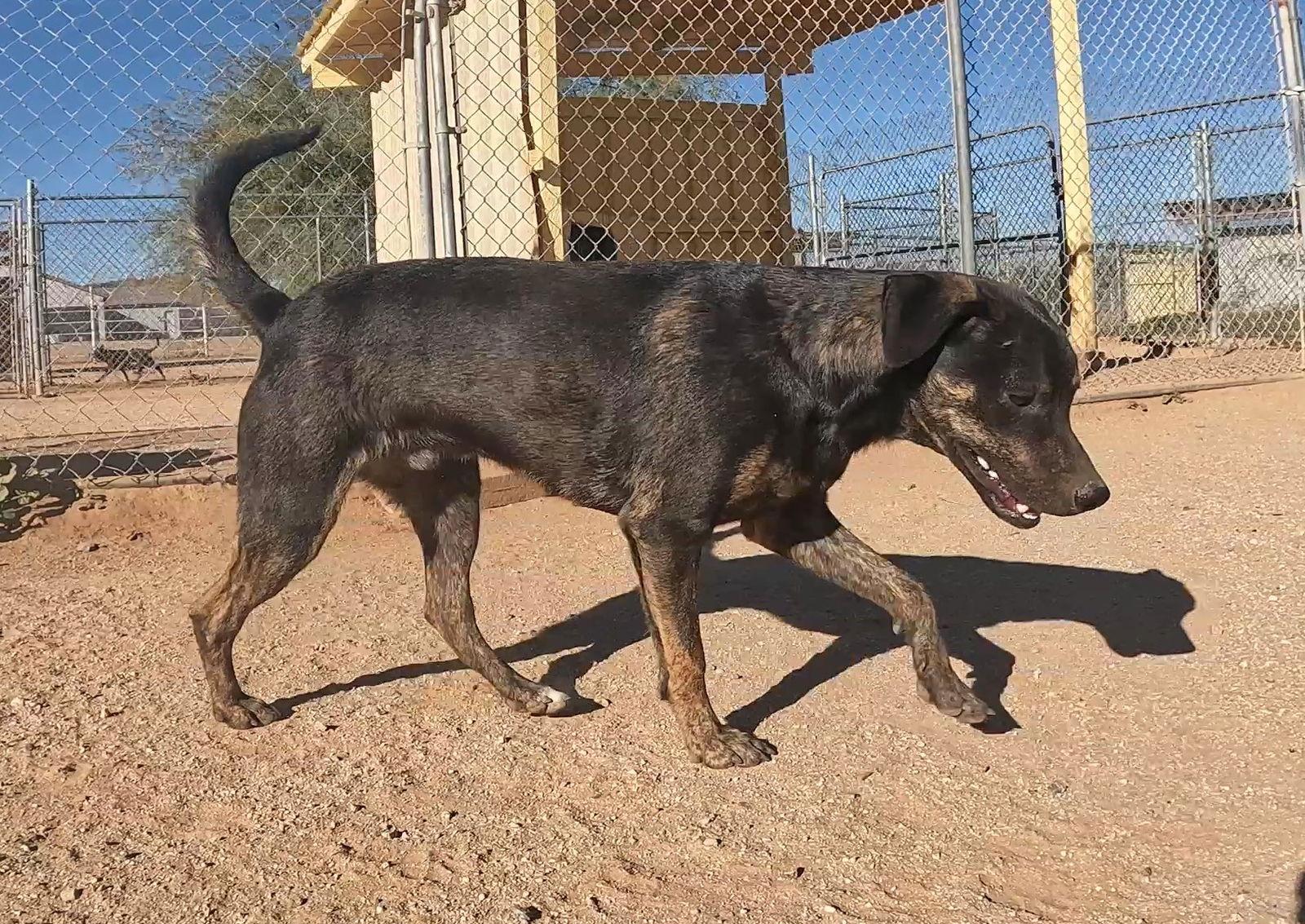 Orange, Adoptable, Young Male Mixed Breed.
