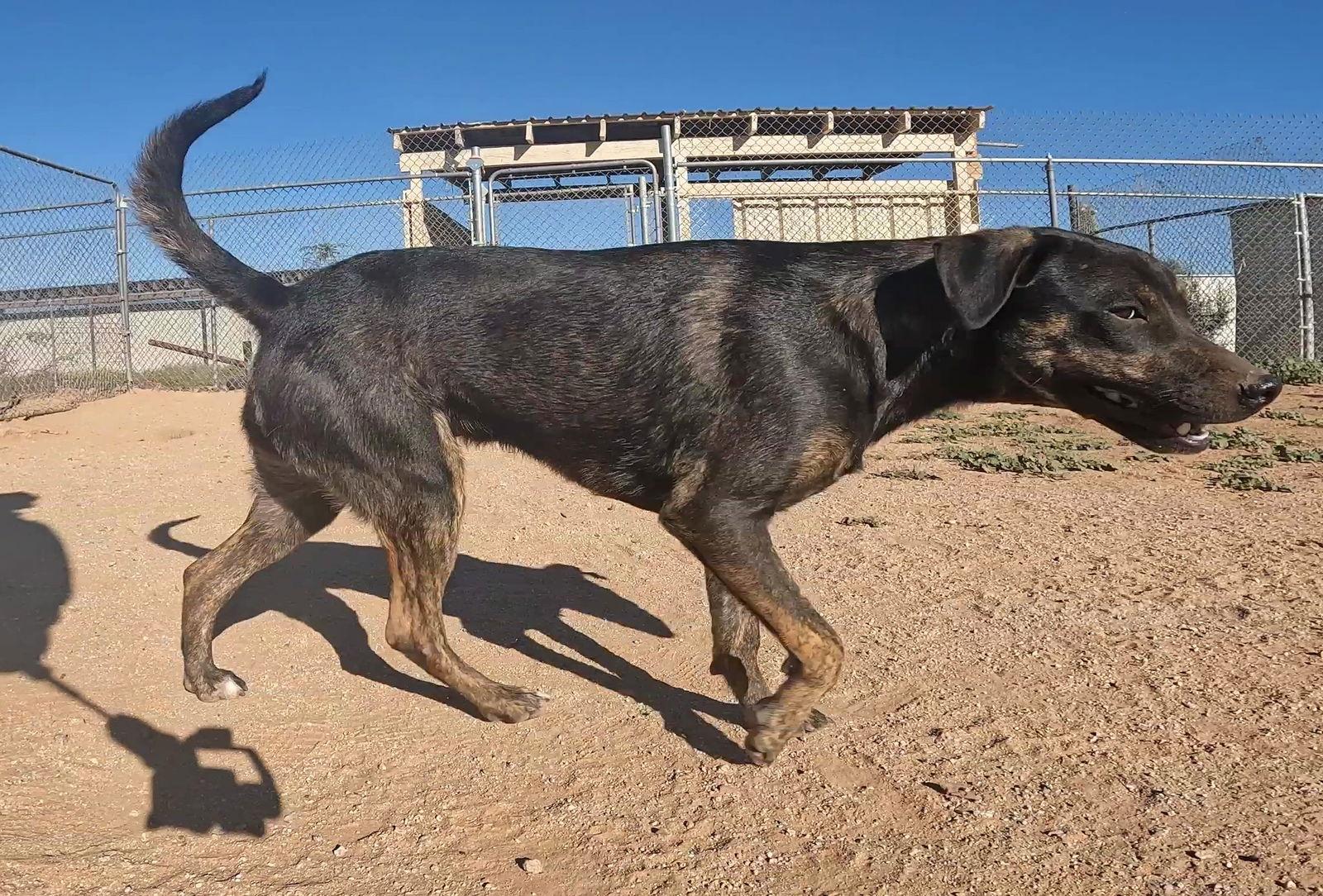 Enlarge Orange, a Adoptable Mixed Breed in Queen Creek, AZ image 3/6