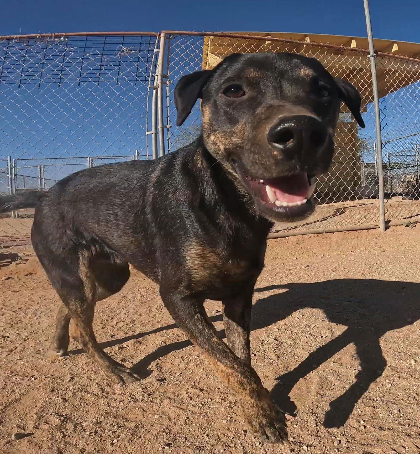 Enlarge Orange, a Adoptable Mixed Breed in Queen Creek, AZ image 4/6