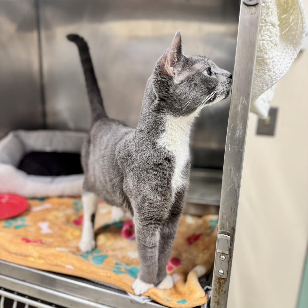 Enlarge Violet , an adopted mixed breed in Passaic, NJ image 3/3