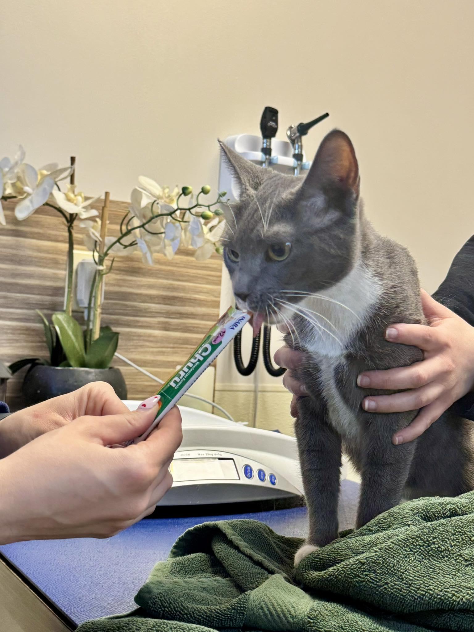 Enlarge Violet , an adopted mixed breed in Passaic, NJ image 2/3