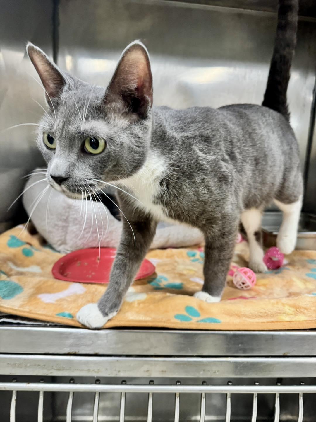 Violet , adopted, Adult Female Domestic Short Hair.