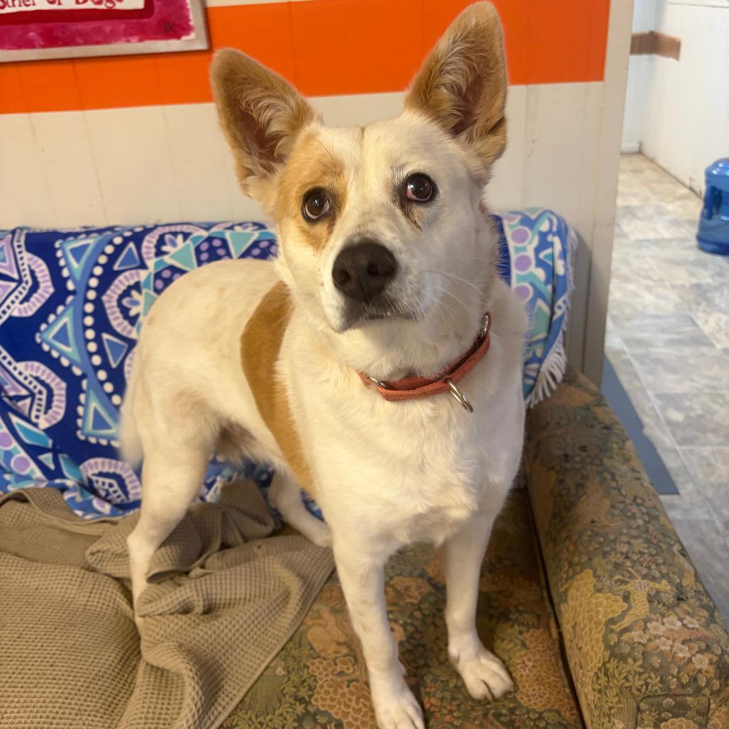 Enlarge Gypsy, a Adoptable mixed breed in Kerrville, TX image 2/6