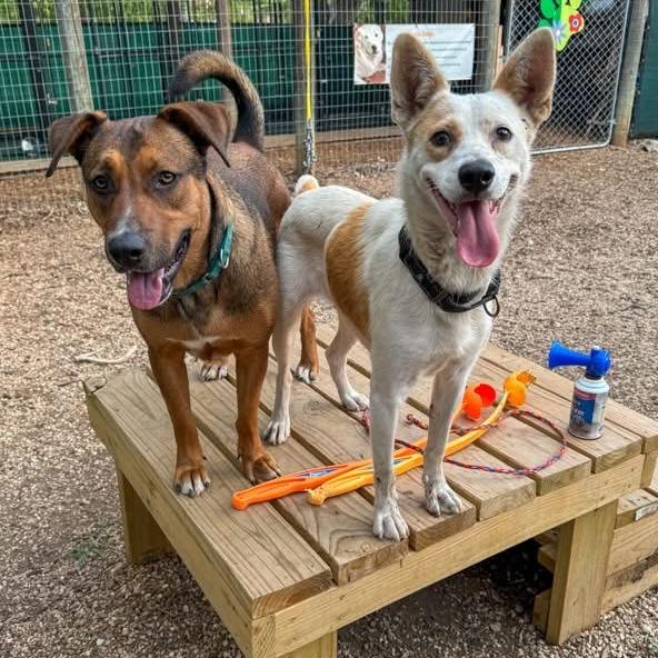 Gypsy, Adoptable, Adult Female Cattle Dog & Mixed Breed.