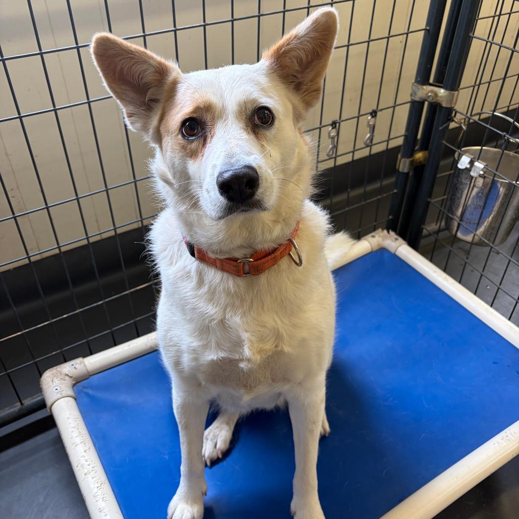 Enlarge Gypsy, a Adoptable mixed breed in Kerrville, TX image 2/6