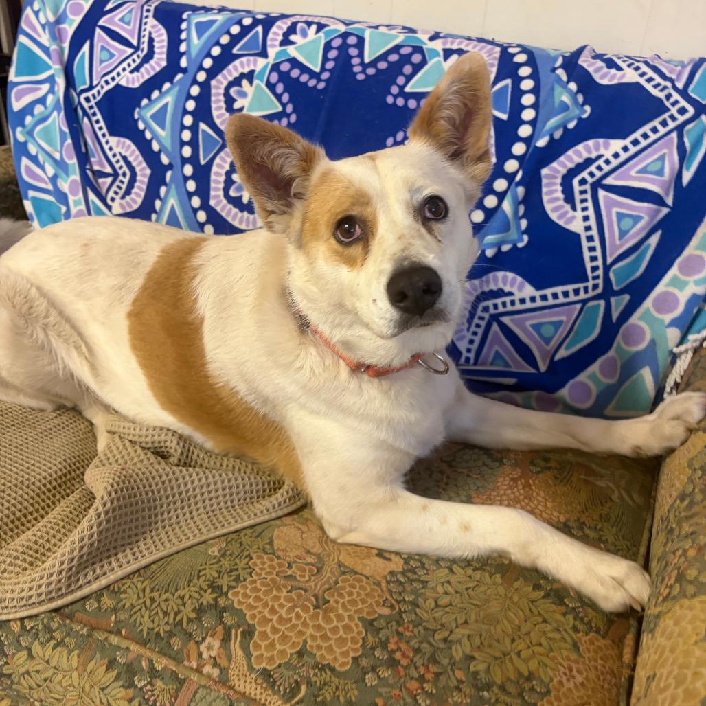 Enlarge Gypsy, a Adoptable mixed breed in Kerrville, TX image 4/6