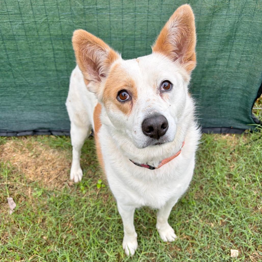 Gypsy, Adoptable, Adult Female Cattle Dog & Mixed Breed.