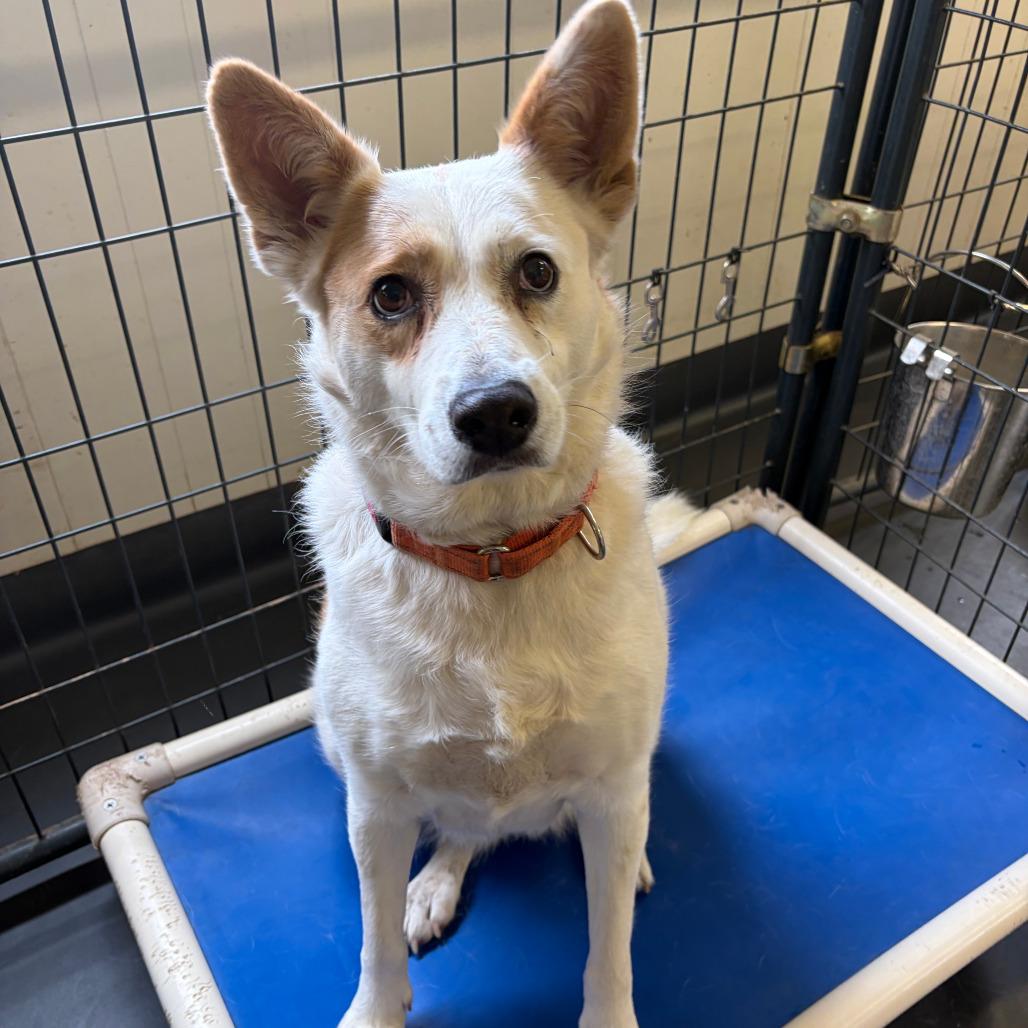 Enlarge Gypsy, a Adoptable mixed breed in Kerrville, TX image 4/6