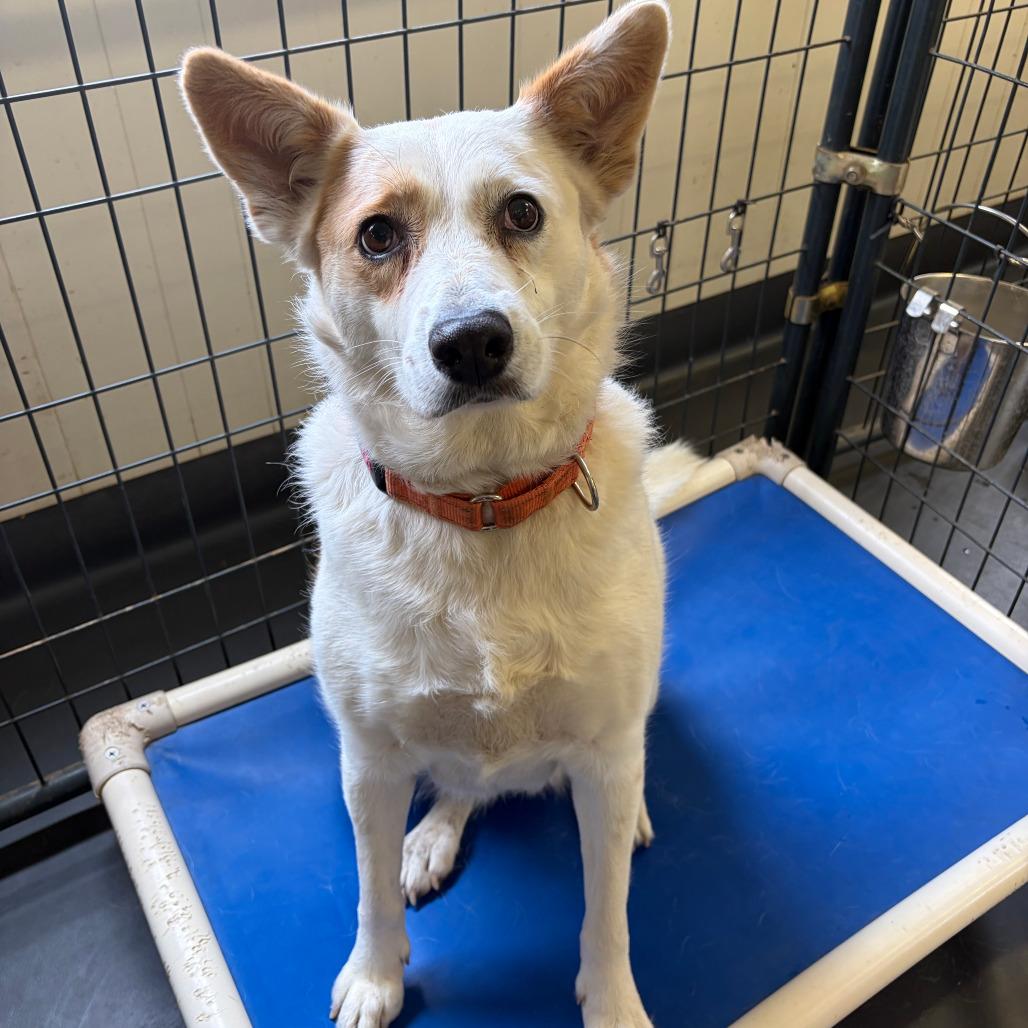 Enlarge Gypsy, a Adoptable mixed breed in Kerrville, TX image 5/6