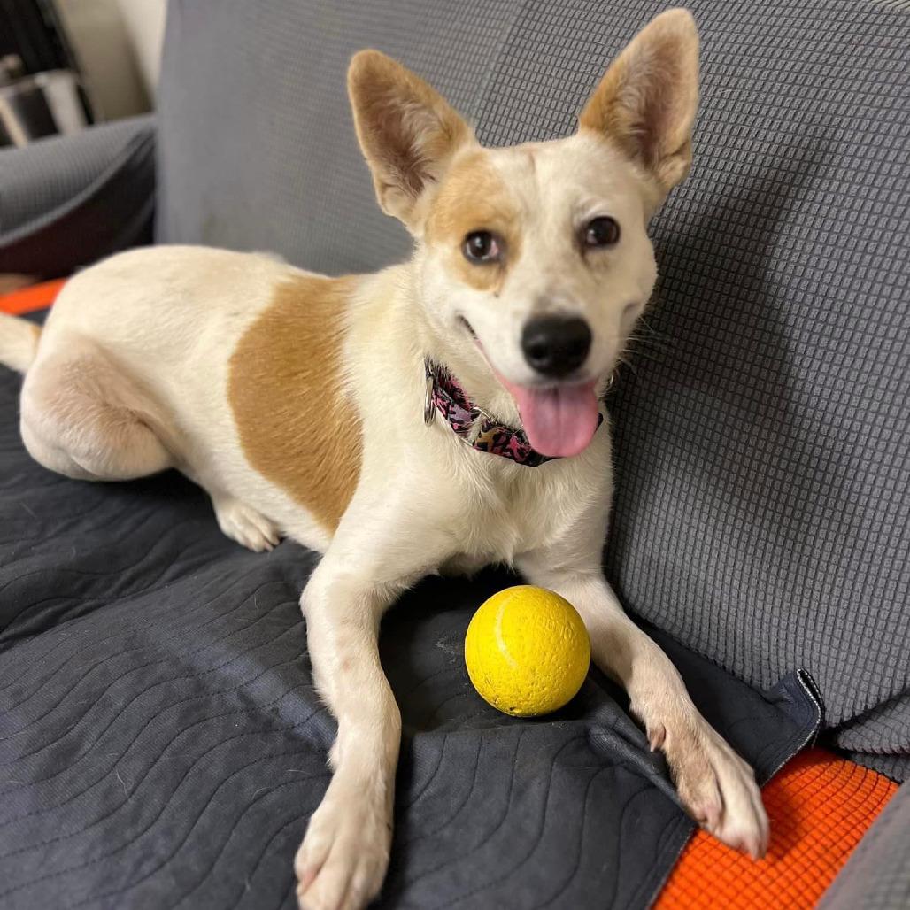 Enlarge Gypsy, a Adoptable mixed breed in Kerrville, TX image 6/6