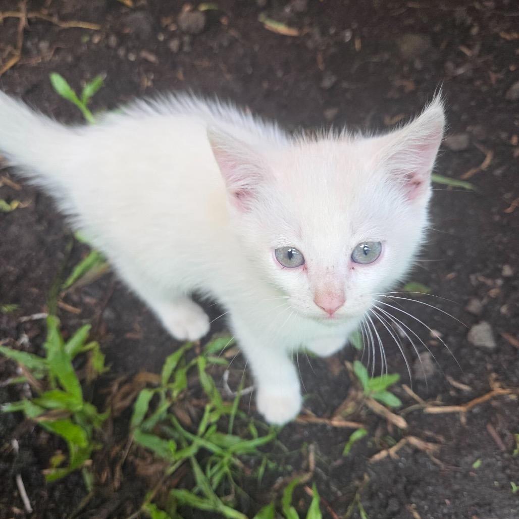 Bean, Adoptable, Kitten Male Domestic Short Hair.