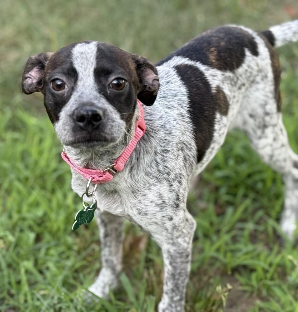 Enlarge Lottie, a Adoptable mixed breed in Willingboro, NJ image 1/6