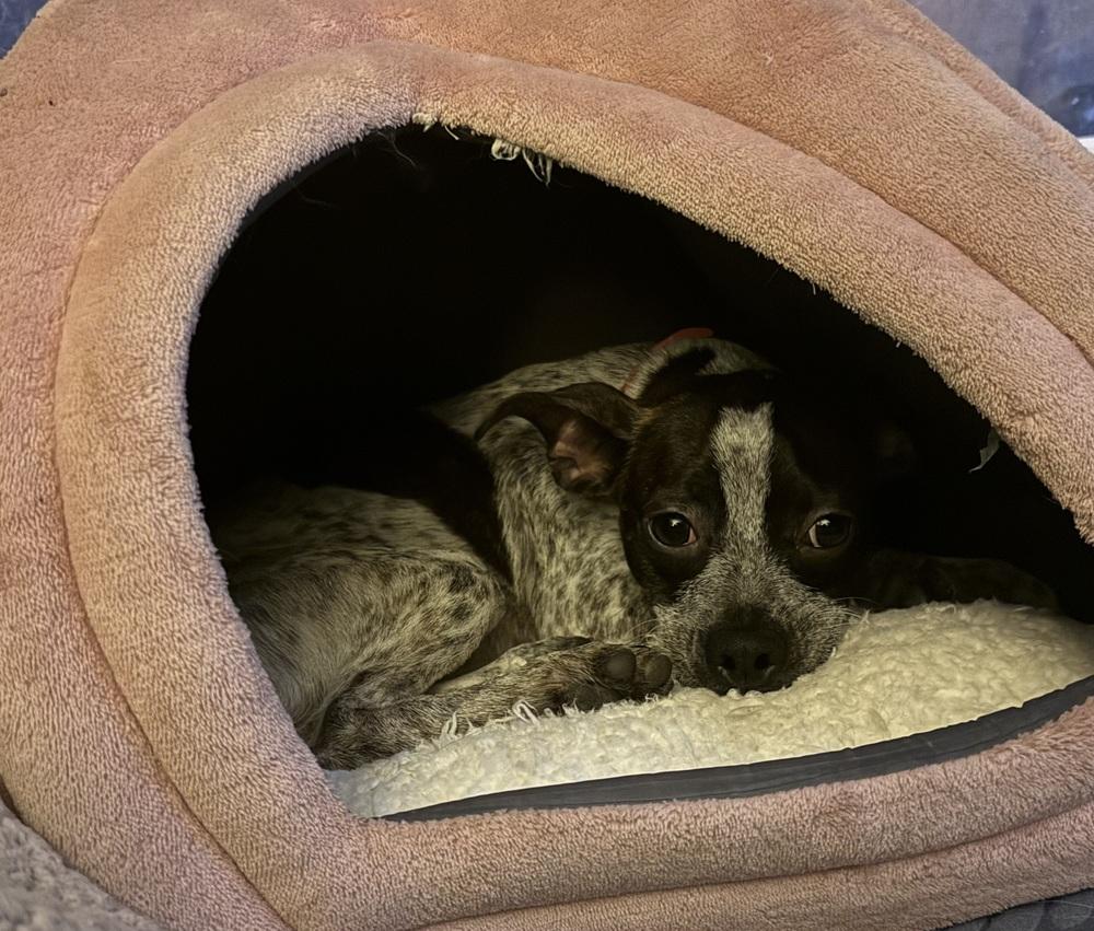 Enlarge Lottie, a Adoptable mixed breed in Willingboro, NJ image 4/6