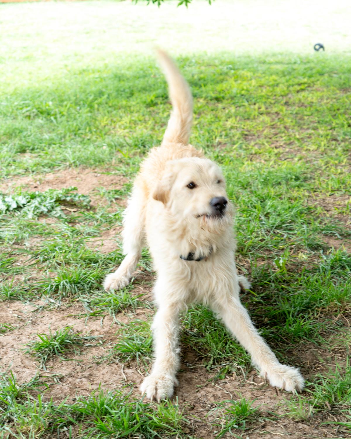 River Summit, a Adoptable mixed breed in Garland, TX image 4/5