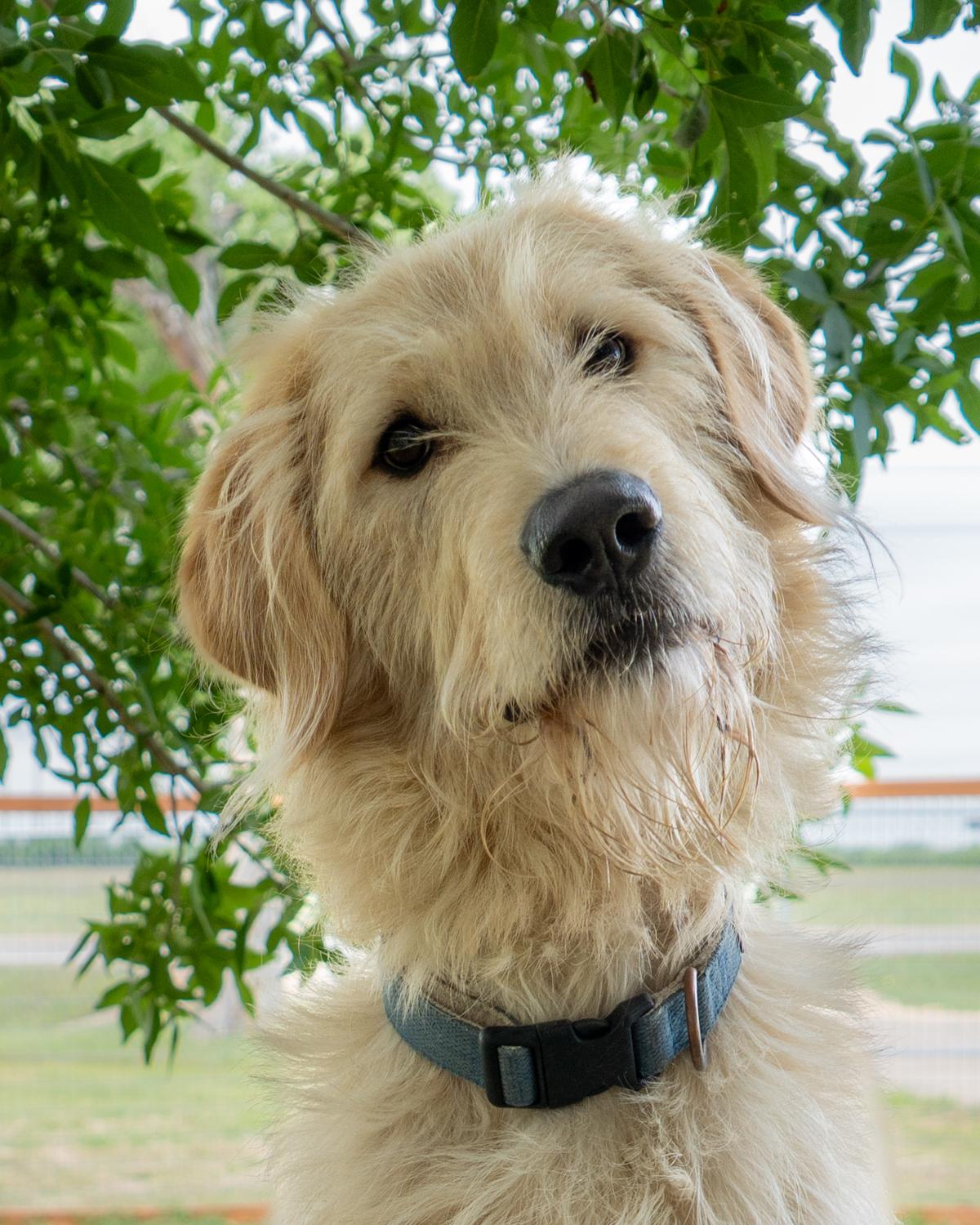 River Summit, a Adoptable mixed breed in Garland, TX image 2/5