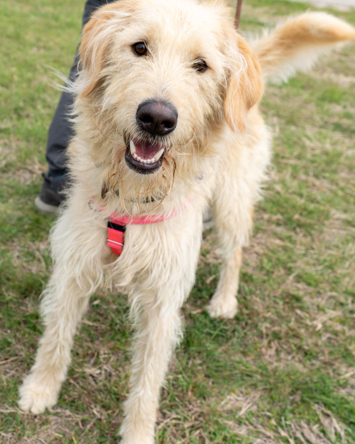 River Summit, a Adoptable mixed breed in Garland, TX image 3/5