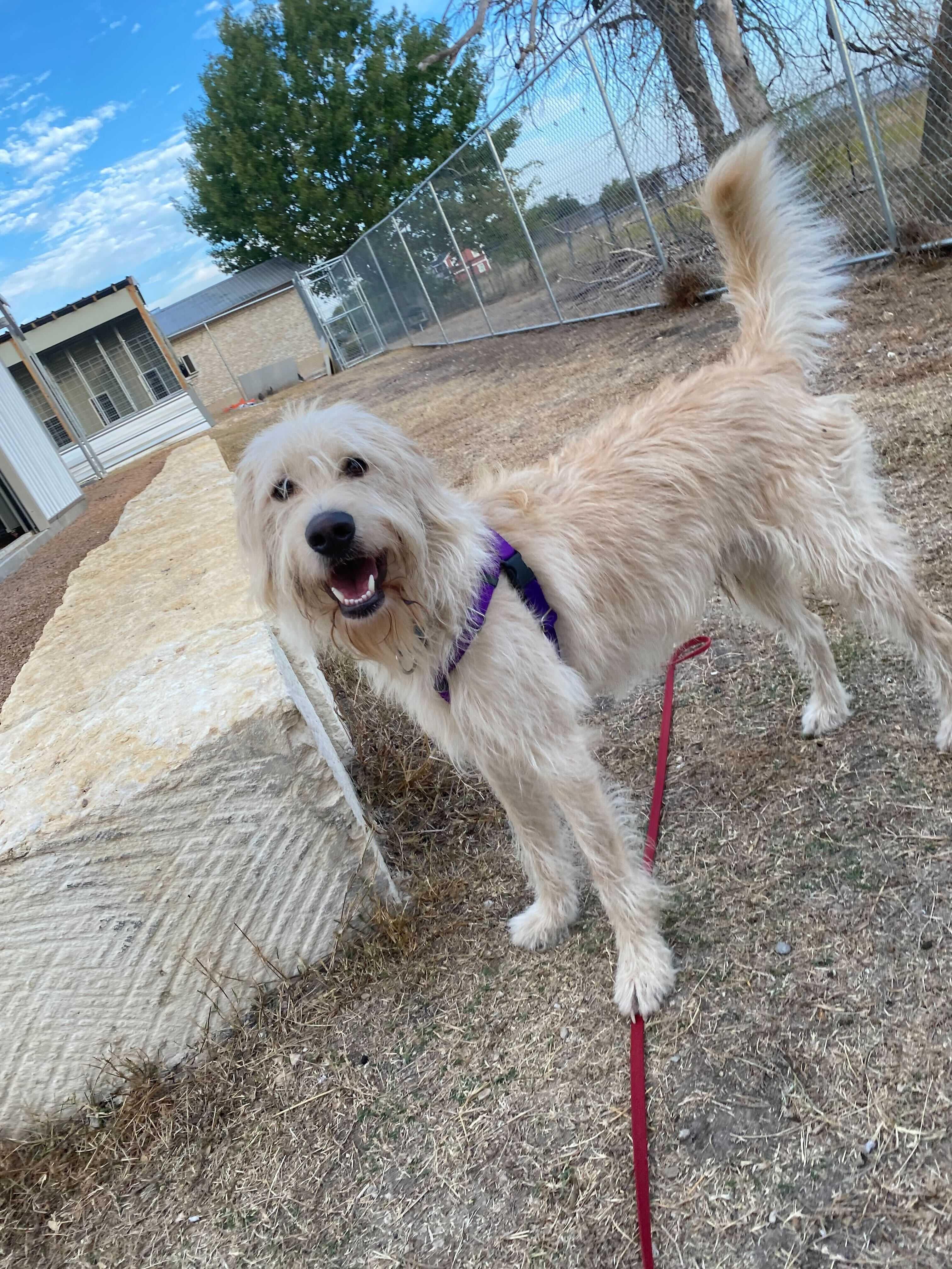 River Summit, Adoptable, Young Male Standard Poodle & Airedale Terrier.