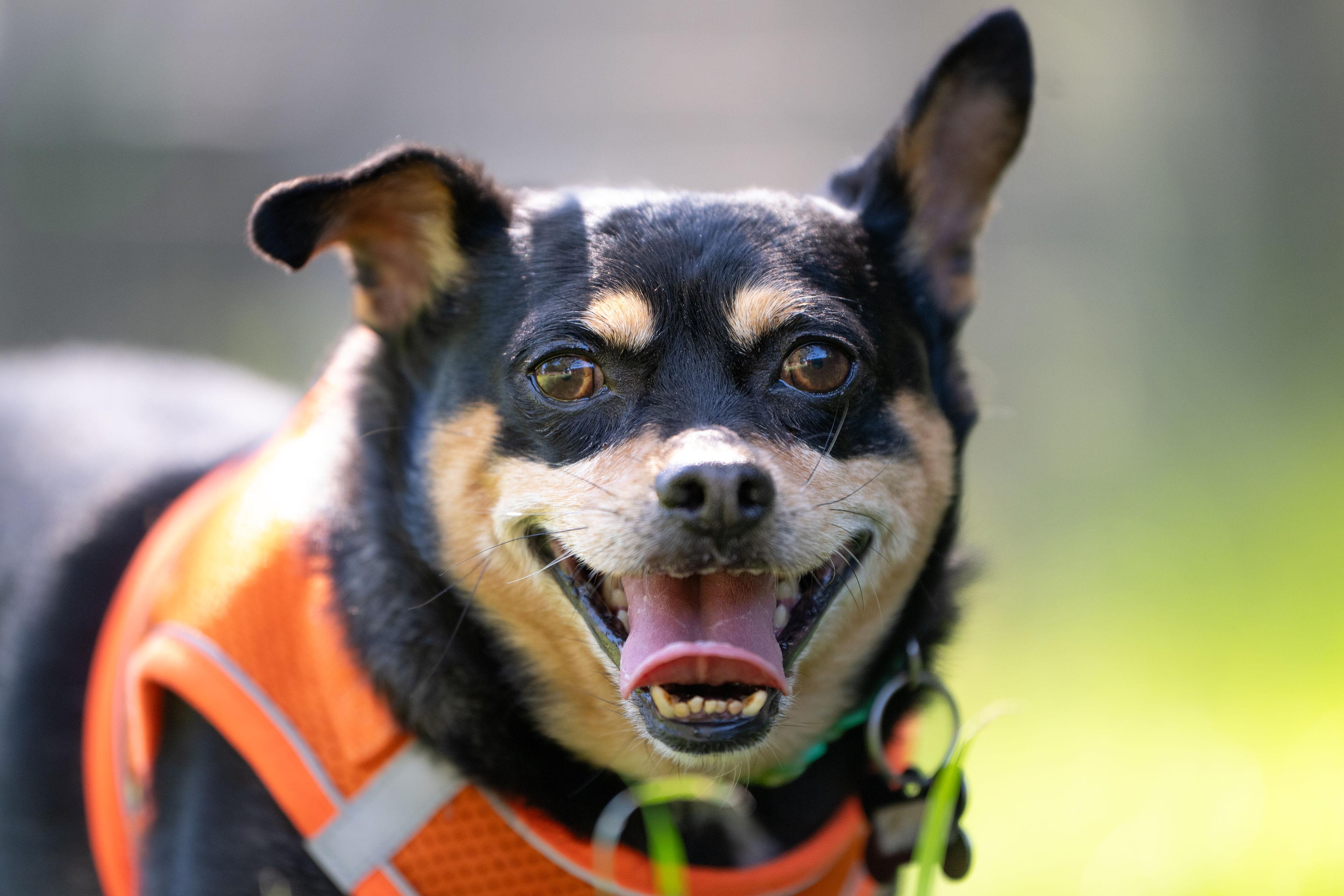 Porkchop, ADOPTABLE, Adult Male Chihuahua.