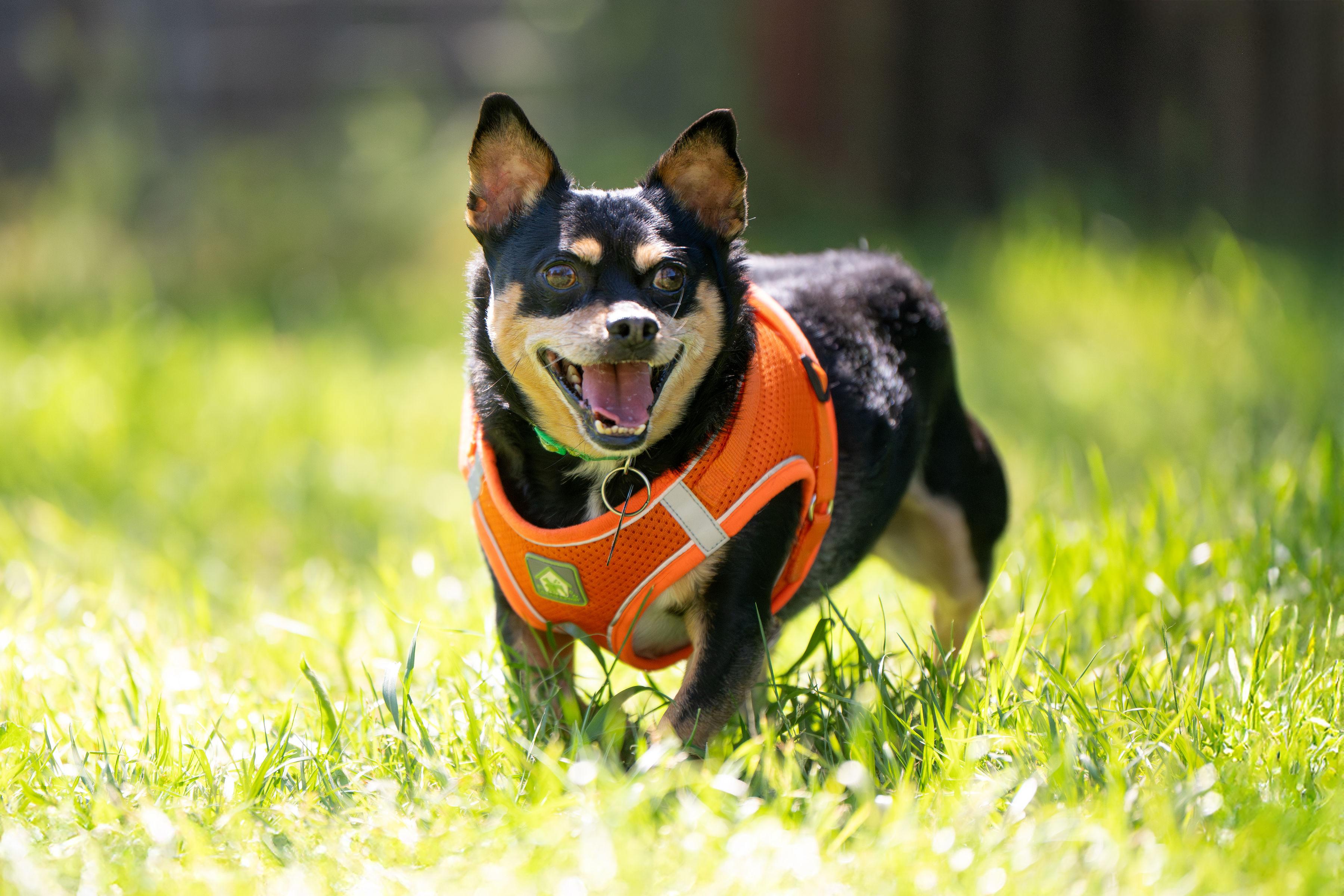 Porkchop, a ADOPTABLE mixed breed in Santa Rosa, CA image 6/6